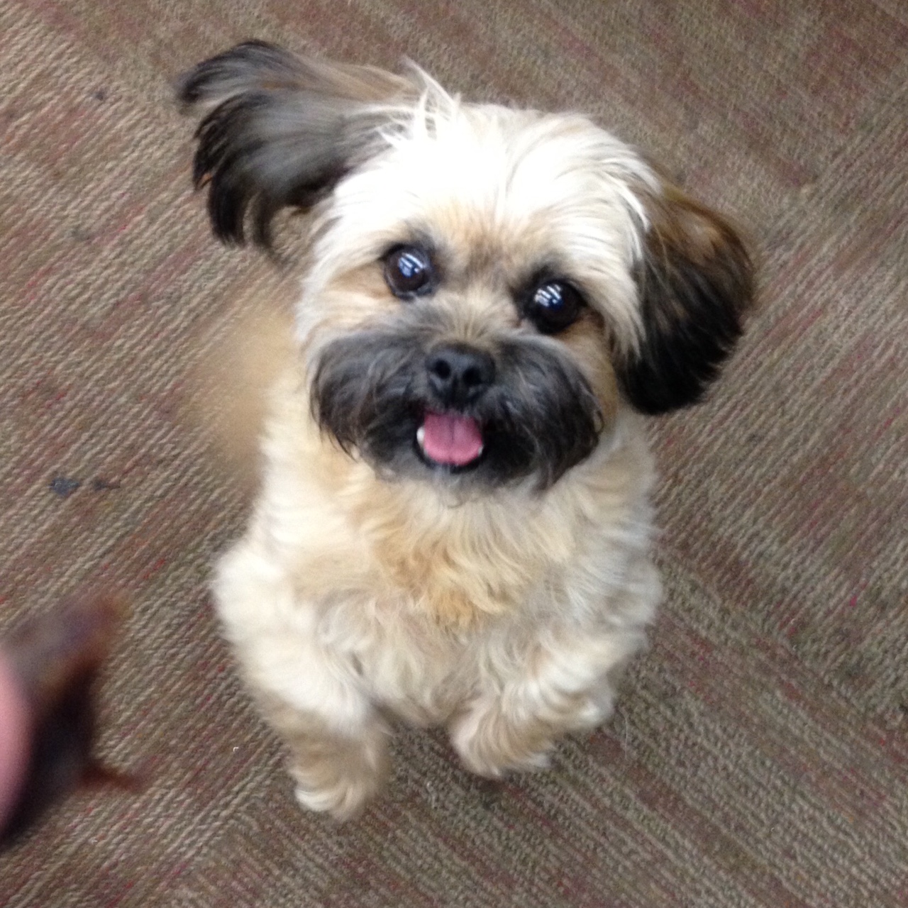 Midtown Vintage Market Pet 'Scratch' Weighting only a few pounds, 'Scratch' can be seen patrolling the aisles of our showroom.